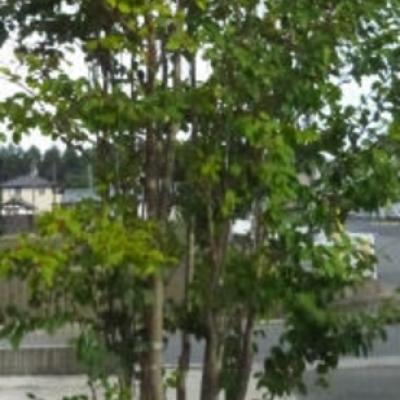 アオダモ アオダモ