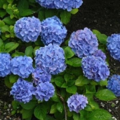 アジサイ青 アジサイ青