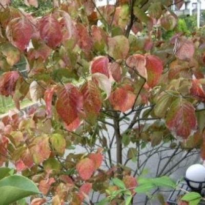 ハナミズキ紅葉1016 ハナミズキ紅葉1016