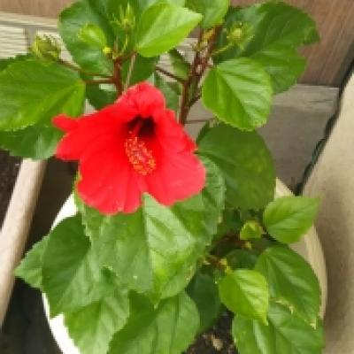 1510450030529 1510450030529