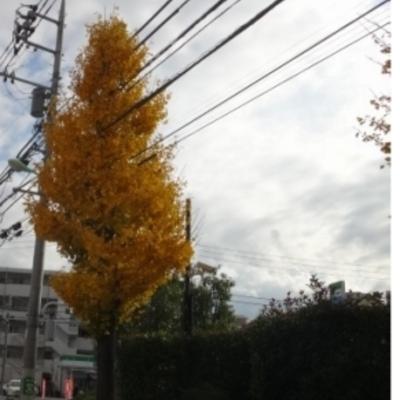 イチョウ イチョウ