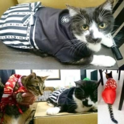 あけましておめでとうございます あけましておめでとうございます