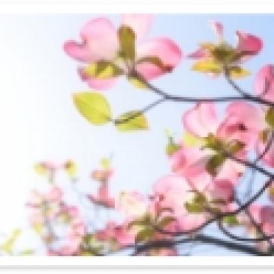 ハナミズキ ハナミズキ