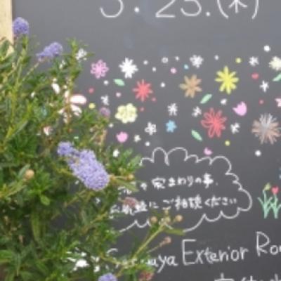 セアノサス セアノサス