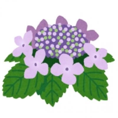 アジサイ アジサイ