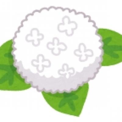flower_ajisai9_white flower_ajisai9_white