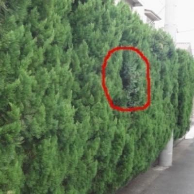 カイズカイブキ01 カイズカイブキ01