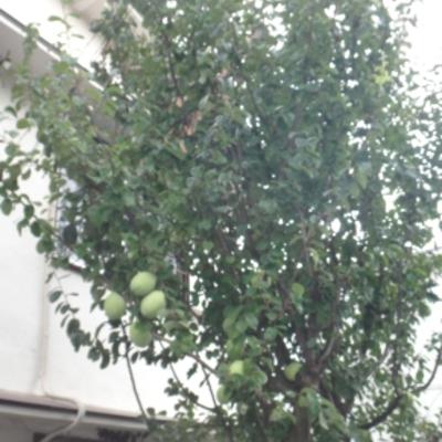 カリン03 カリン03