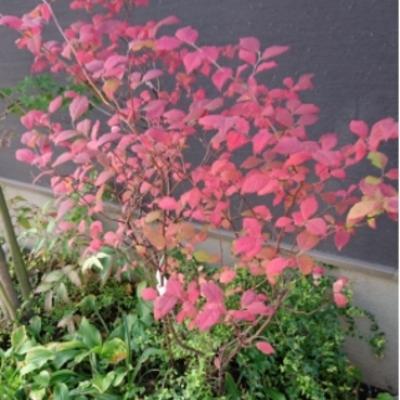 ナツハゼ ナツハゼ