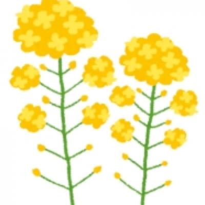 菜の花 菜の花