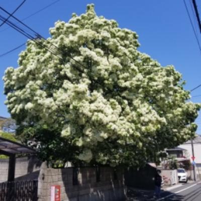 なんじゃもんじゃ なんじゃもんじゃ