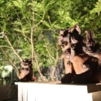 IMG_9411_シーサー夜 IMG_9411_シーサー夜