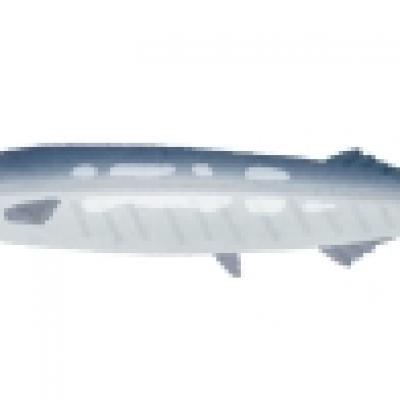 fish_sakana_sanma fish_sakana_sanma