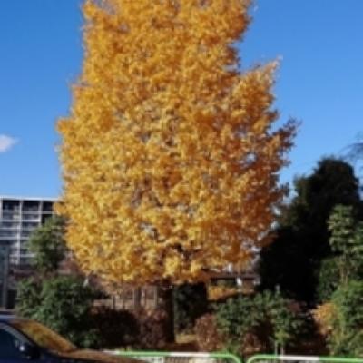色づくイチョウ 色づくイチョウ