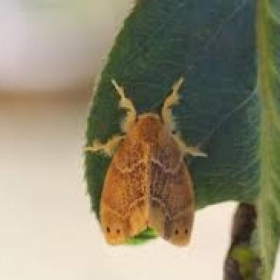 チャドクガ チャドクガ