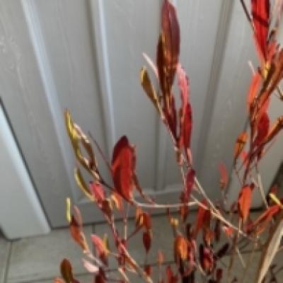 ポップブッシュ1 ポップブッシュ1