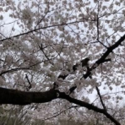 リコシスタ リコシスタ