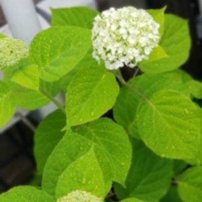 アナベル アナベル