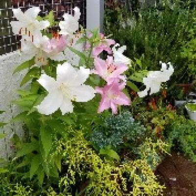 オリエンタルリリー オリエンタルリリー