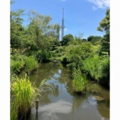 image1 image1