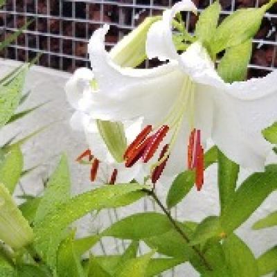 カサブランカ カサブランカ