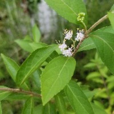 ムラサキシキブ花 ムラサキシキブ花