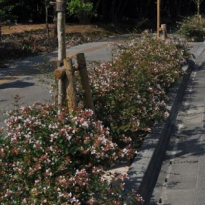 アベリア 街路樹02 アベリア 街路樹02