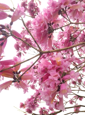沖縄で見たピンクの花の木 デッキで使われる木材でした 東京都世田谷区 エクステリア 外構 ガーデン 世田谷エクステリアルーム 三栄造園株式会社