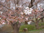 sakura