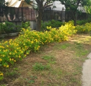 梅雨前に黄色い花が美しい ビヨウヤナギとキンシバイ ヒペリカム ヒデコート の違い 杉並区 世田谷区 目黒区の 外構 や造園工事なら 世田谷エクステリアルーム
