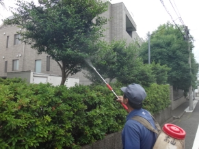 毛虫の季節 病虫害対策に薬剤散布と剪定を 杉並区 世田谷区 目黒区の 外構 や造園工事なら 世田谷エクステリアルーム