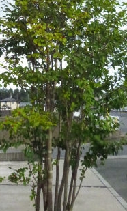 植栽のご要望のｎｏ1 虫の付きにくい木 にお答えします 東京都世田谷区 エクステリア 外構 ガーデン 世田谷エクステリアルーム 三栄造園株式会社