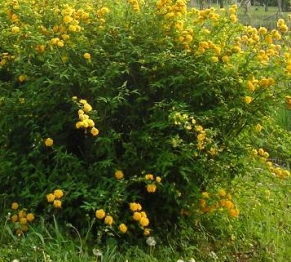 植栽のご要望のｎｏ1 虫の付きにくい木 にお答えします 東京都世田谷区 エクステリア 外構 ガーデン 世田谷エクステリアルーム 三栄造園株式会社