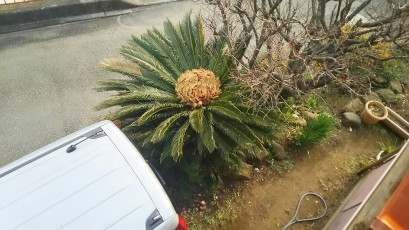 お金持ちが植えるソテツ 蘇鉄 花と実がつきました ｋ 東京都世田谷区 エクステリア 外構 ガーデン 世田谷エクステリアルーム 三栄造園株式会社