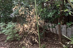 ���ܹ���